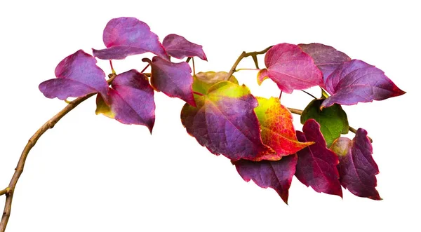 Hojas de hiedra de otoño. hojas multicolores en la pared blanca — Foto de Stock