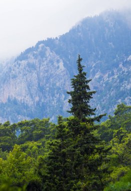 Dağların arka planında ladin