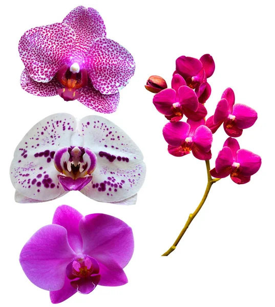 Orchidee. Fiori del Orchid. Un ramo di orchidea isolato su ba bianca — Foto Stock