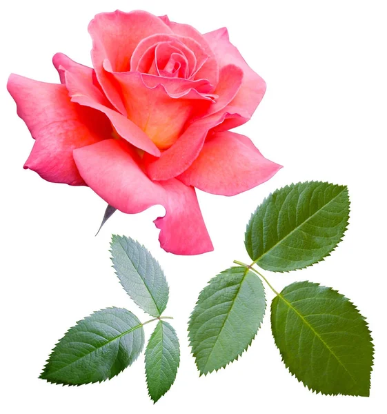 Rosen blühen, es ist ein Feiertag isoliert — Stockfoto