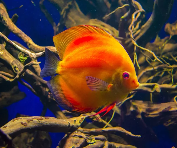 Discus fish (Pompadour). Fishes in an aquarium