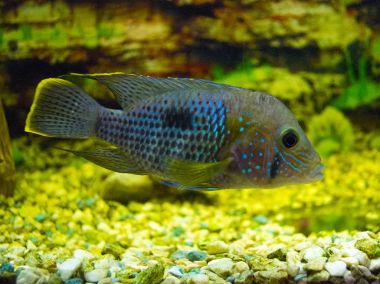 Elektrikli Mavi Acara Cichlid Balığı. Nannacara Neon mavisi