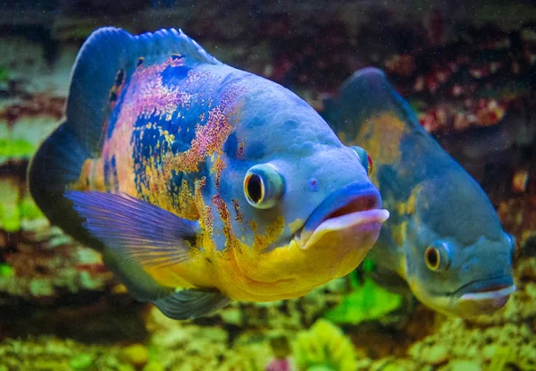 Astronotus ocellatus. Oscar fisk (Astronotus ocellatus) simning — Stockfoto