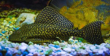 Sailfin vatoz. Plecostumus balık. Loricariidae