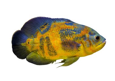 Astronotus ocellatus. Yüzme Oscar balığı (Astronotus ocellatus)