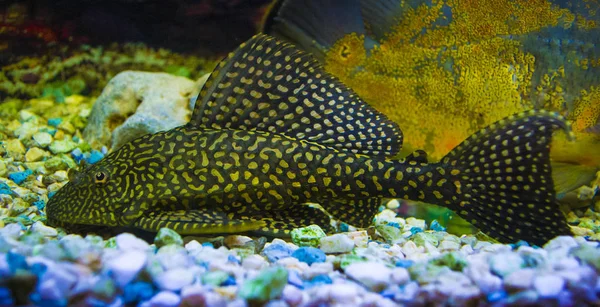 Sailfin Pleco. Plexiglas-Fische. Loricaridae — Stockfoto