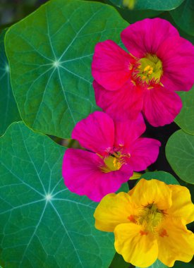 Nasturtium. Nasturtium çiçekler. Nasturtium yenilebilir çiçek
