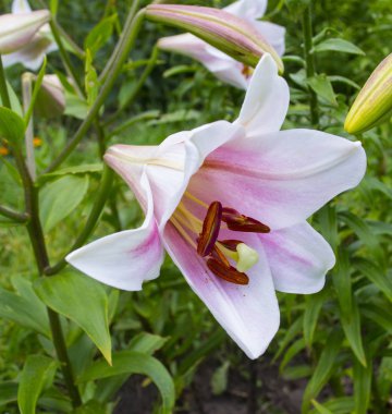 Zambak. madonna lily. zambak beyaz