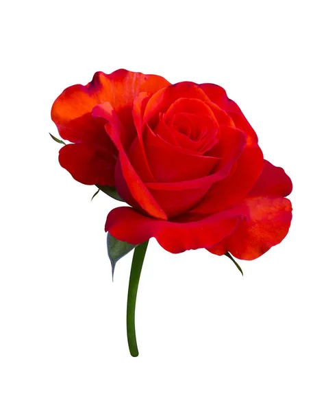 Rose rosse. rose rosse isolate su sfondo bianco — Foto Stock