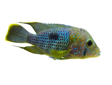 Elektrikli Mavi Acara Cichlid Balığı. Nannacara Neon mavisi