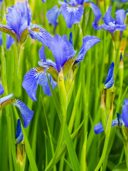 Irises. Close-up of iris flower. Iris flower