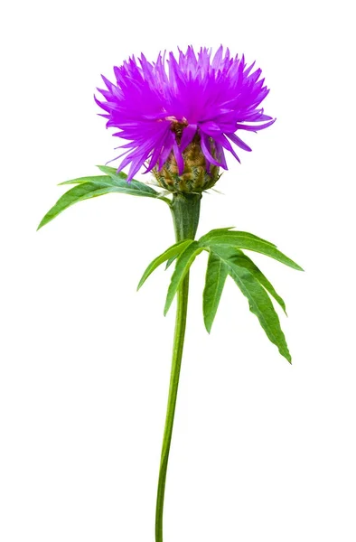 Susu bunga thistle. susu thistle. Bunga Susu thistle pada whi — Stok Foto