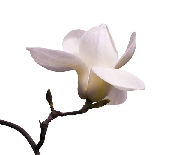 decoration of few magnolia flowers. magnolia flower isolated on