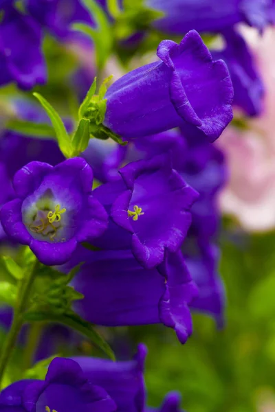 Canterbury Bellflower Kwiat Niebieski Dzwon Campanula — Zdjęcie stockowe