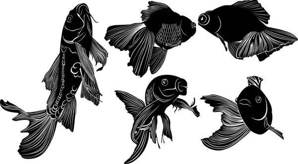 Japon balığı sazan. Beyaz arka plan üzerinde izole goldfish sazan vektör