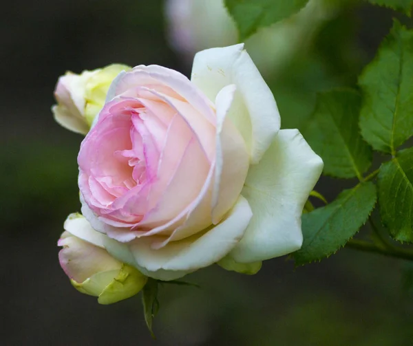 Rosor Blommor Naturlig Bakgrund Rosor — Stockfoto