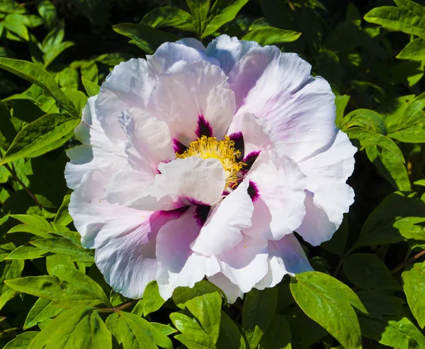 Pioner Blommor Pioner Blommande Buske Rosa Träd Pion — Stockfoto