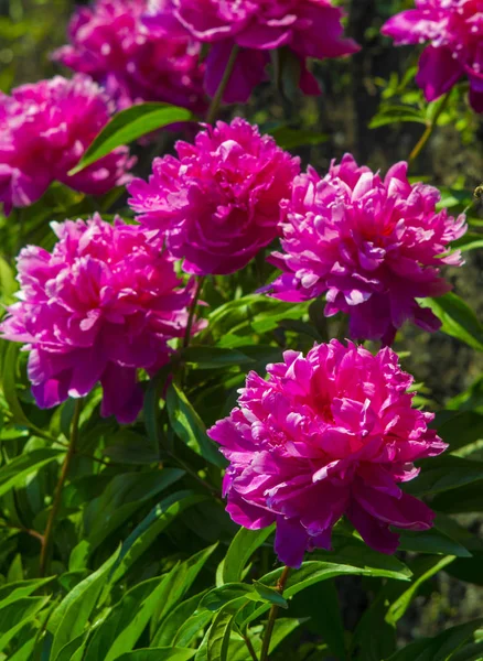 Peônias. Pedónias de flores. Arbusto florido de peônia de árvore rosa — Fotografia de Stock