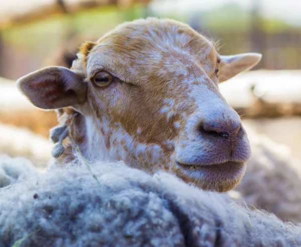 lamb. Farm animals lamb. The animal farm lamb. White lamb lookin
