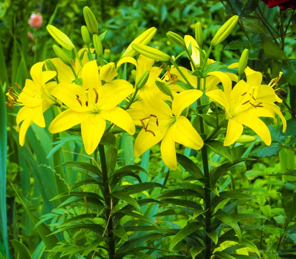 Желтая Ложь Lilies Лиловый Цветок — стоковое фото