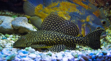 Sailfin vatoz. Plecostumus balık. Loricariidae