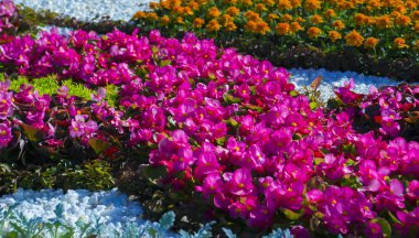 Tüberoz begonias parlak çiçek