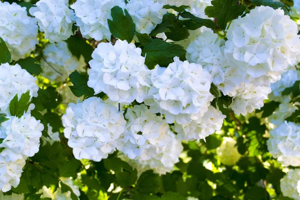 Floración Plantas Hortensia Blanca Plena Floración Hortensia Blanca —  Fotos de Stock