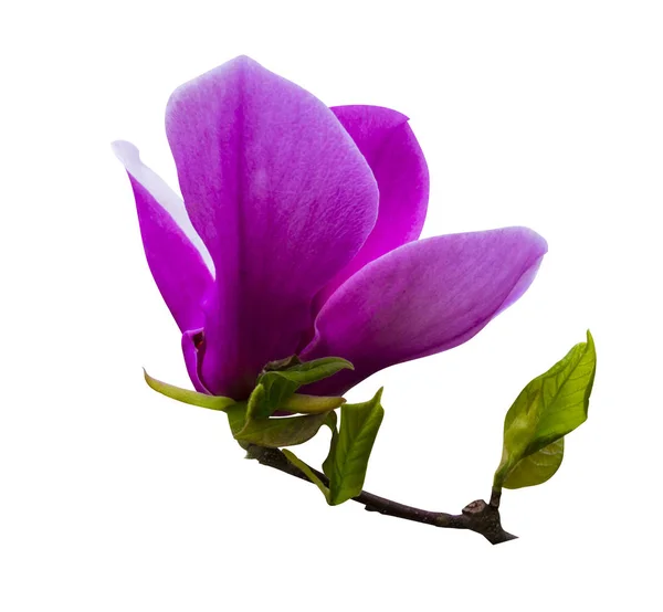 Decoratie van enkele magnolia bloemen. magnolia roze bloem isoleren — Stockfoto