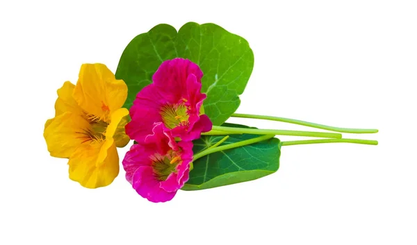 Nasturtium. Nasturtium çiçekler. W izole nasturtium çiçekler — Stok fotoğraf