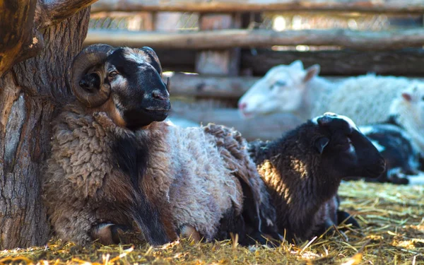 The ram and sheep. Nice ram sheep portrait — Stock Photo, Image