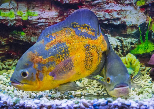 Astronotus Ocellatus Oscar Fisk Astronotus Ocellatus Simmar Vatten — Stockfoto