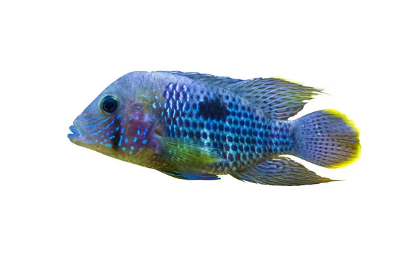 Acara Cichlid Fish. Nannacara Neon Azul — Fotografia de Stock