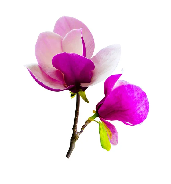 Decoración de pocas flores de magnolia. flor de magnolia rosa aislado — Foto de Stock