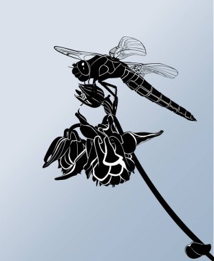 yusufçuk. yusufçuk bir çiçek üzerinde