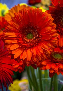 gerbera turuncu yakın çekim