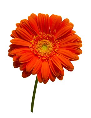 turuncu gerbera beyaz arkaplanda izole