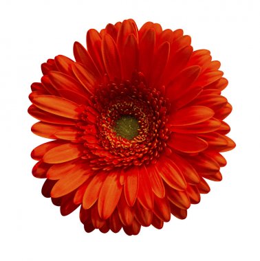 turuncu gerbera beyaz arkaplanda izole
