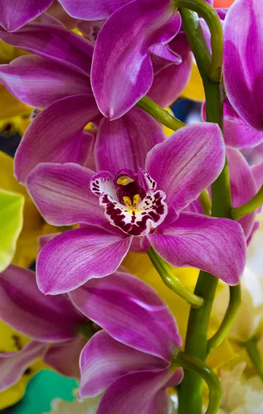 Orchid flowers close-up — Stock Photo, Image