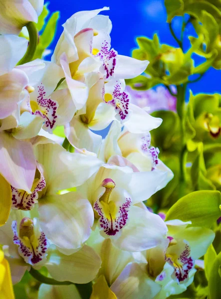 Floral background of white orchids — Stock Photo, Image