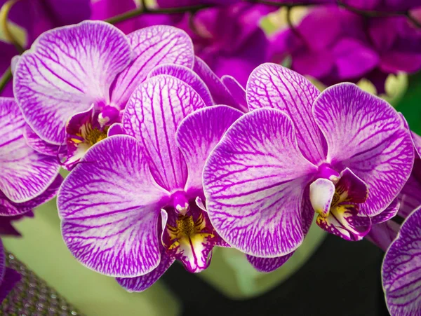 Close-up de flores de orquídea — Fotografia de Stock