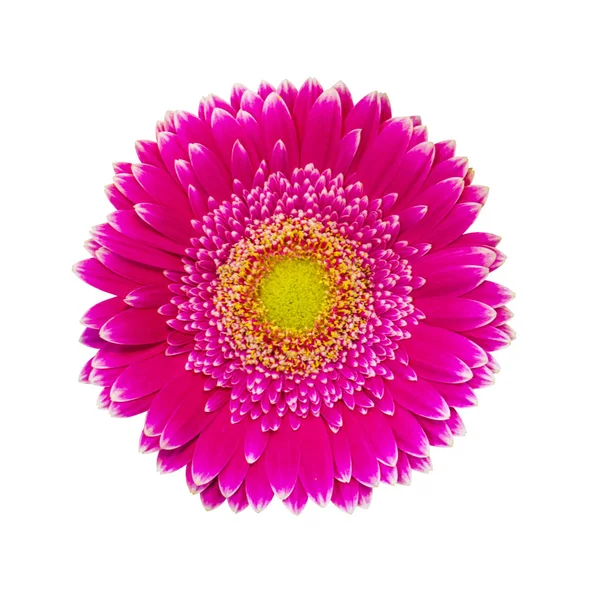 Gerbera ดอกไม้แยกกันบนพื้นหลังสีขาว — ภาพถ่ายสต็อก