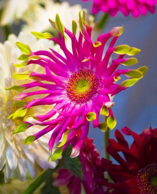 gerbera çiçekleri yakın çekim