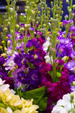 closeup snapdragon çiçek