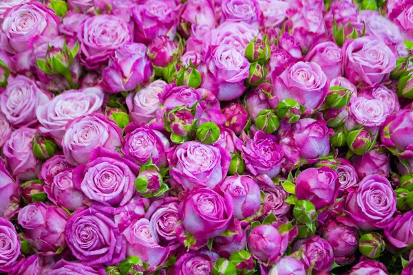 Fundo floral de rosas rosa — Fotografia de Stock