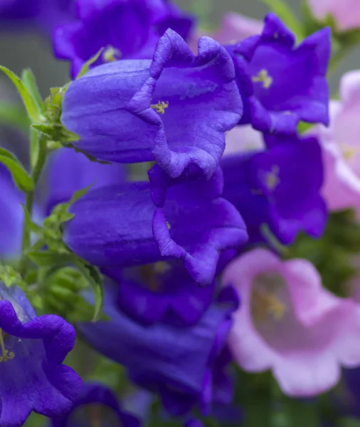 Hermoso fondo de primavera con flor de campanario de Canterbury — Foto de Stock