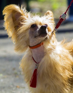 Çin armalı köpek cinsi portresi