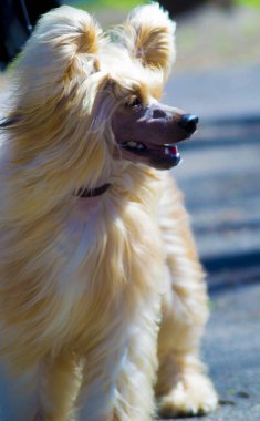 Çin armalı köpek cinsi portresi