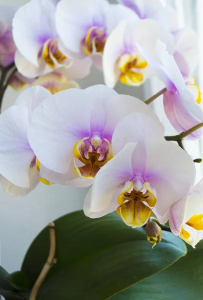 Floral background, white orchid flowers — Stock Photo, Image