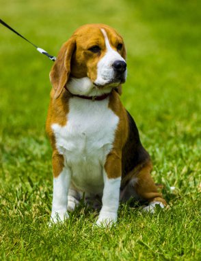 Beagle köpek yeşil çim üzerinde. Köpek beagle. Beagle köpek