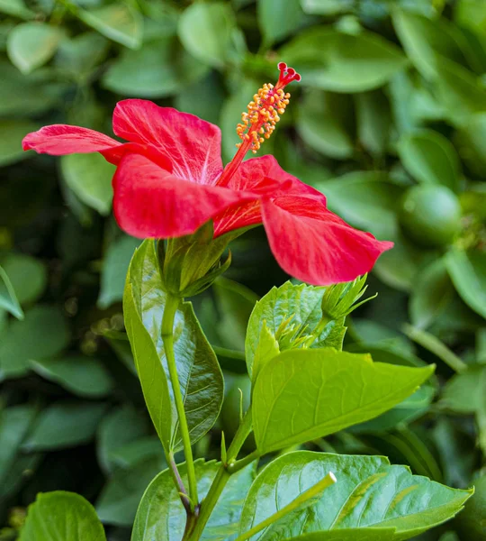 緑の背景に赤いハイビスカスの花 — ストック写真